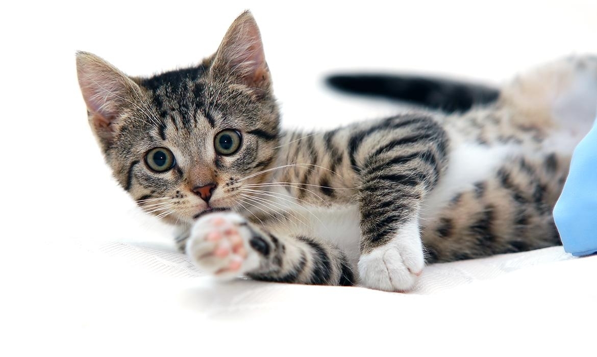 5 cose che amano i gatti