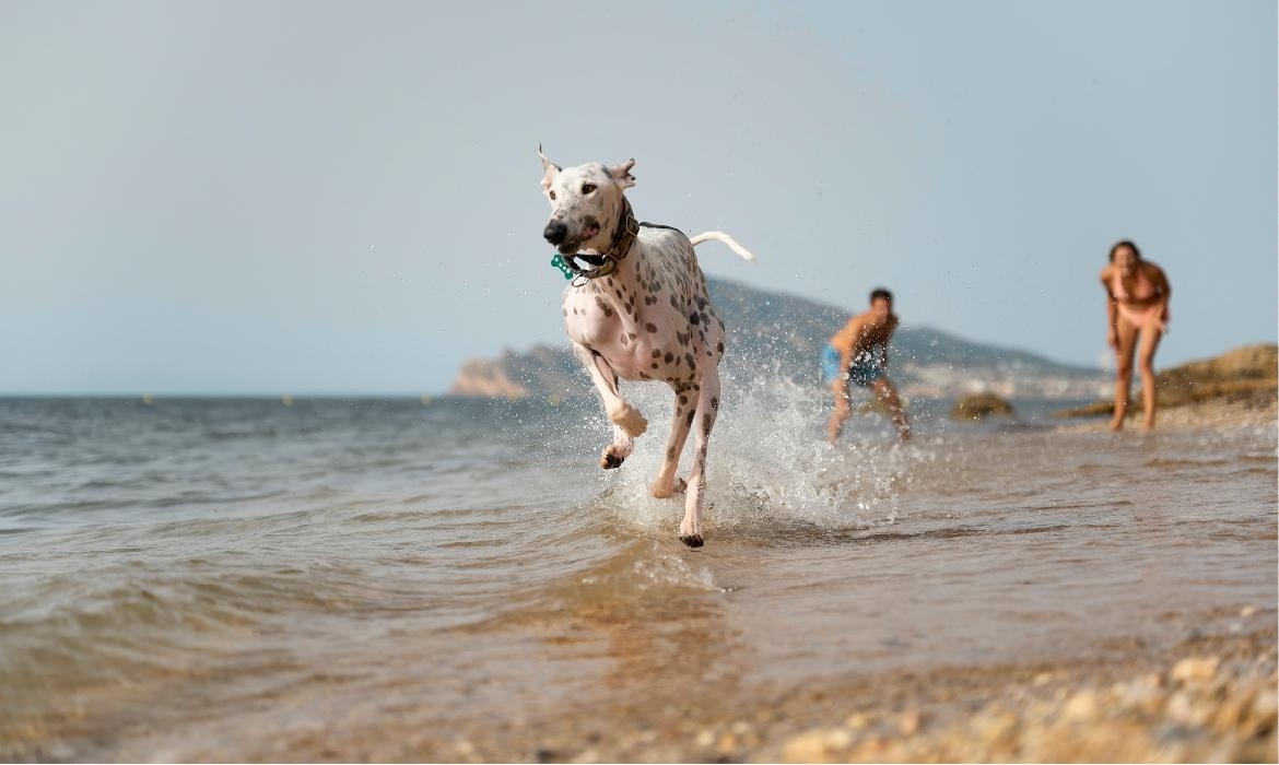 8 cose divertenti da fare con Fido in estate