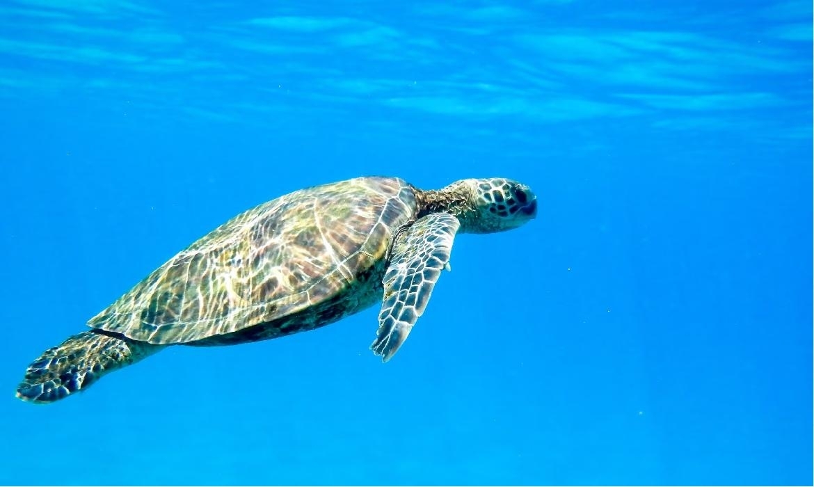 Alimentazione delle tartarughe acquatiche