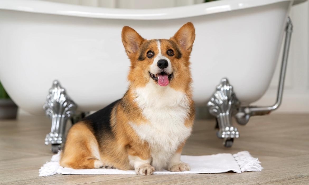 Bagnetto al cane: come e quando farlo
