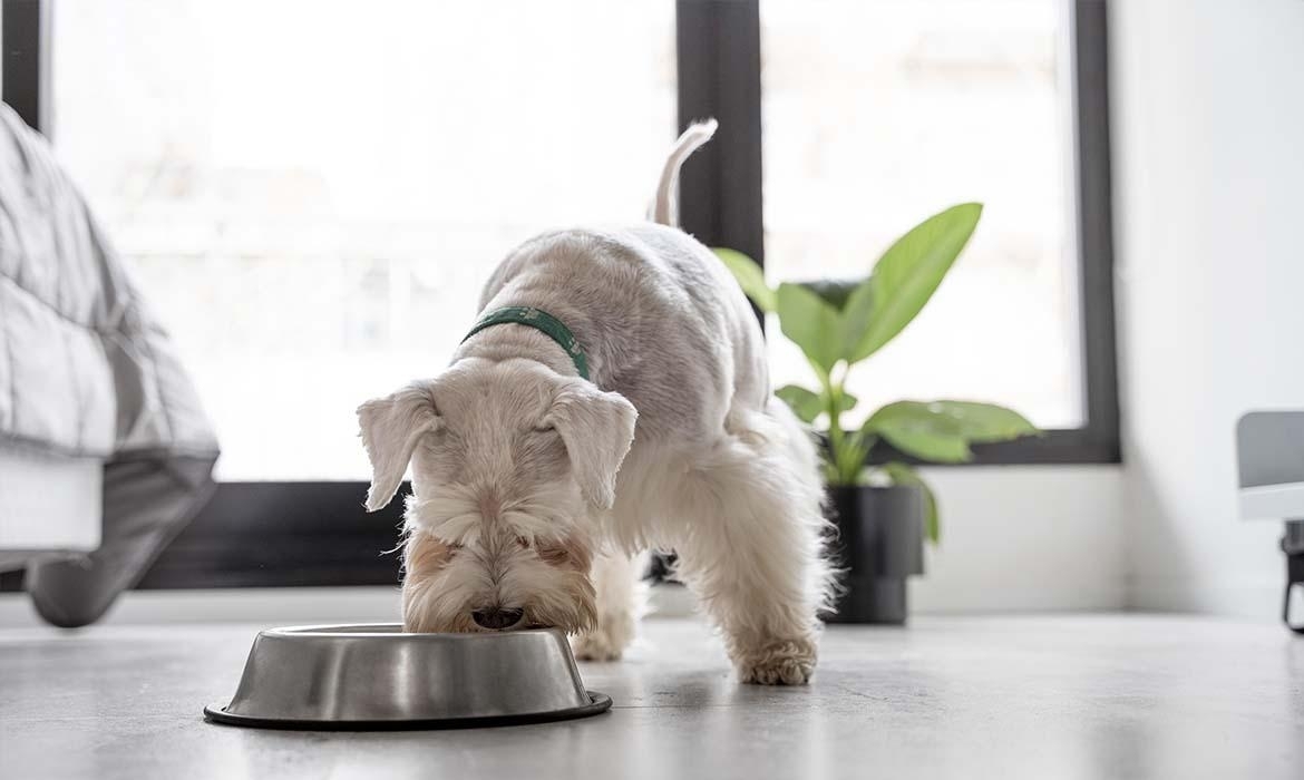 CROCCHETTE DOG&CAT SUPERTASTE: gusto, convenienza, qualità