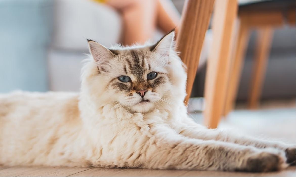Calcolare l'età del tuo gatto