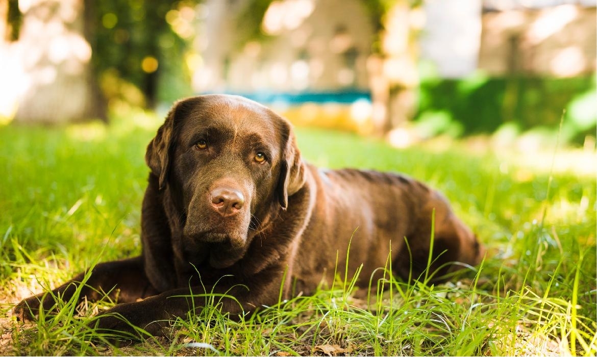 Cane anziano: consigli nutrizionali