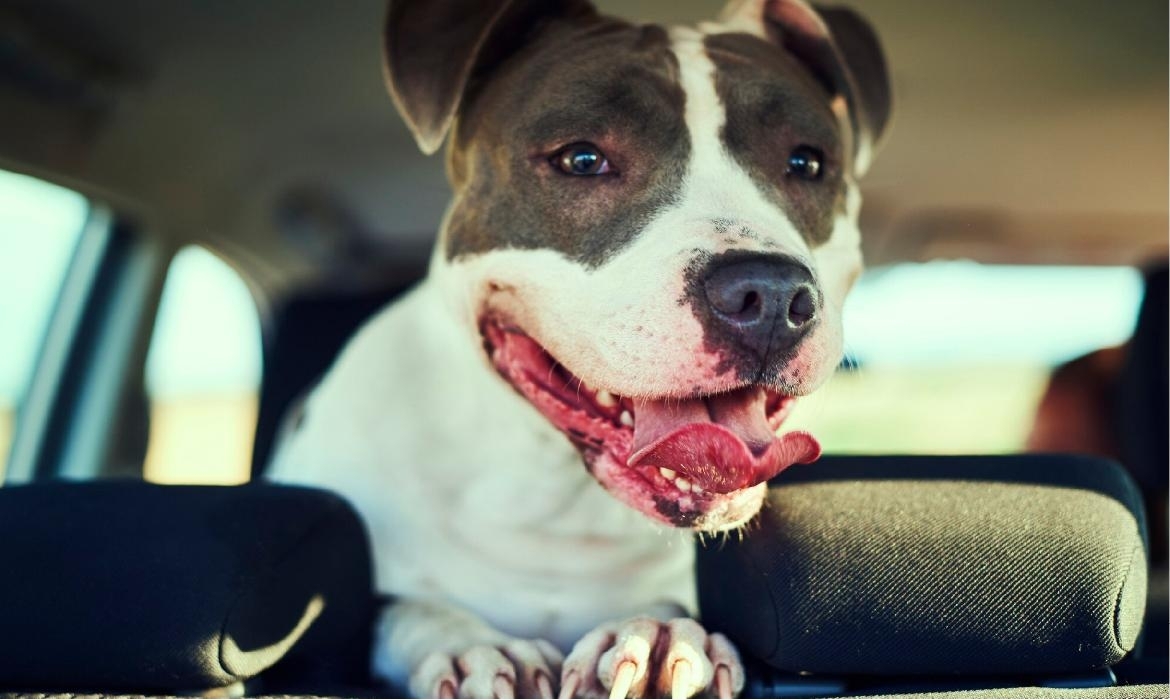 Cane chiuso in auto al caldo: come intervenire per aiutarlo