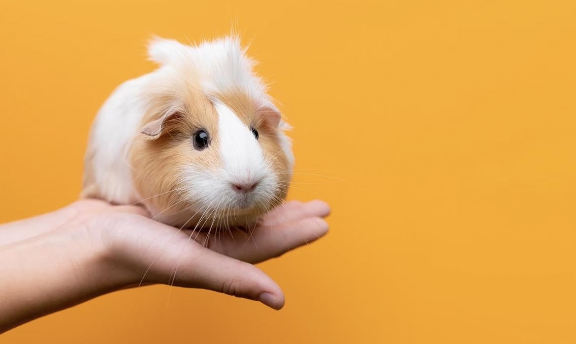 Cinque accessori indispensabili per il tuo amico roditore