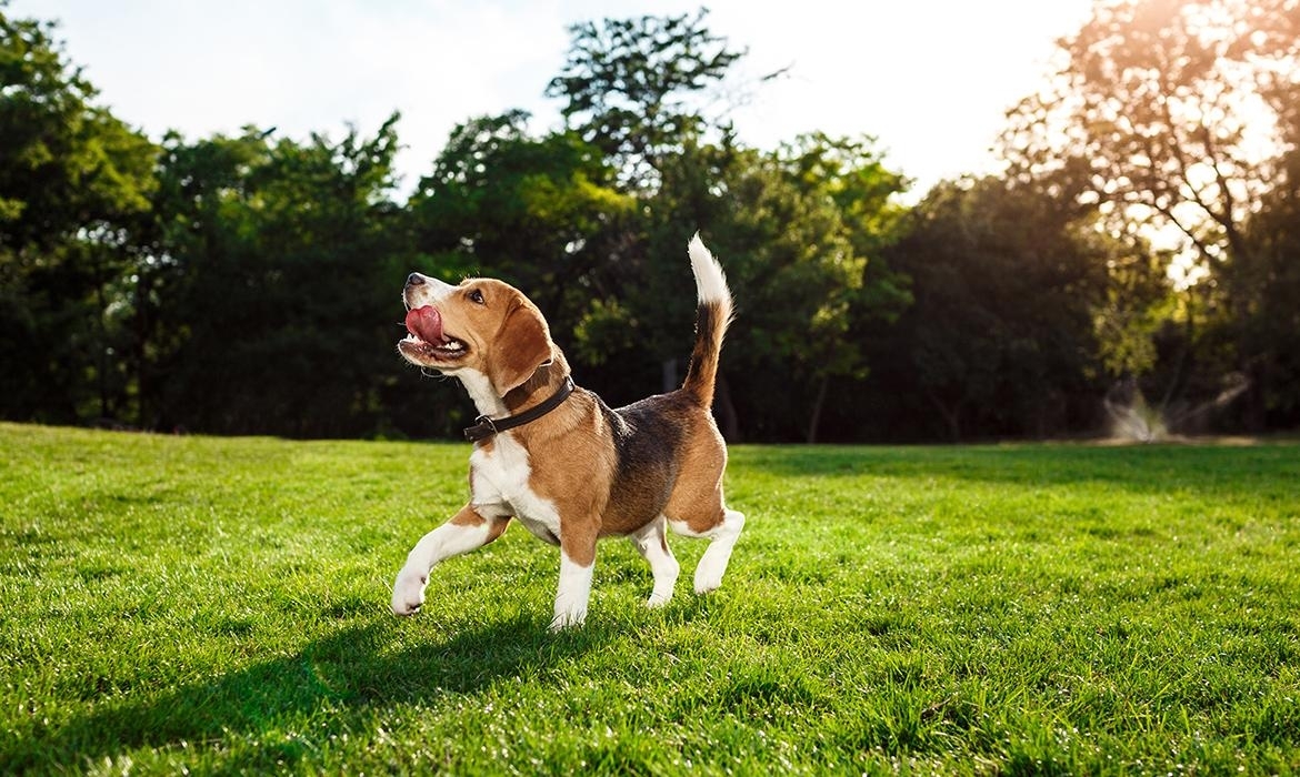 Cinque cose che adorano i cani