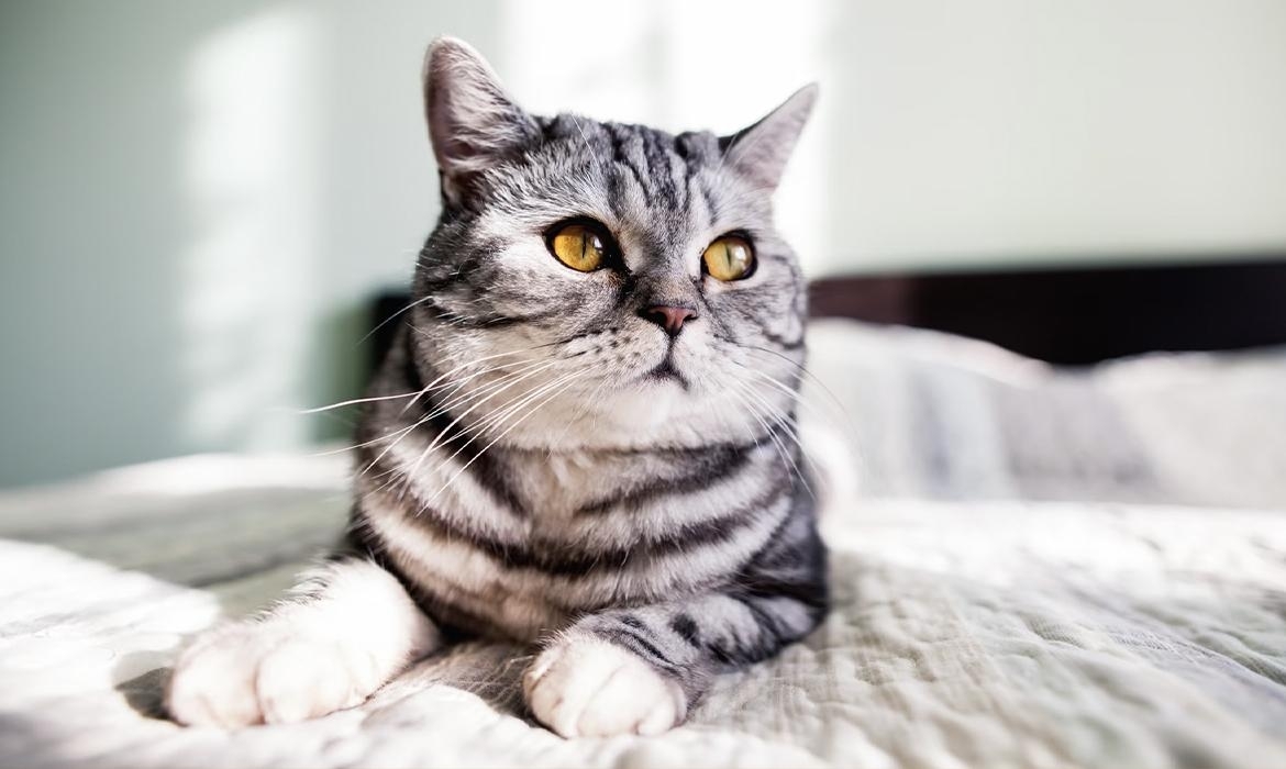 Come comprendere il linguaggio felino