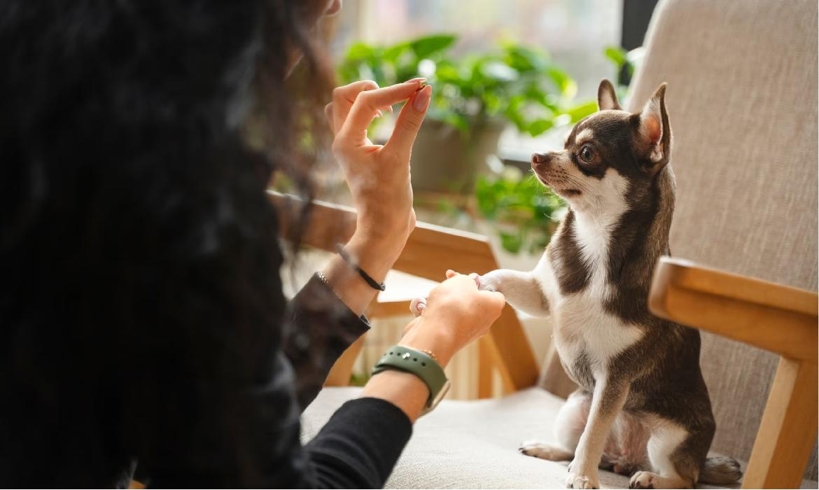 Come educare un cucciolo