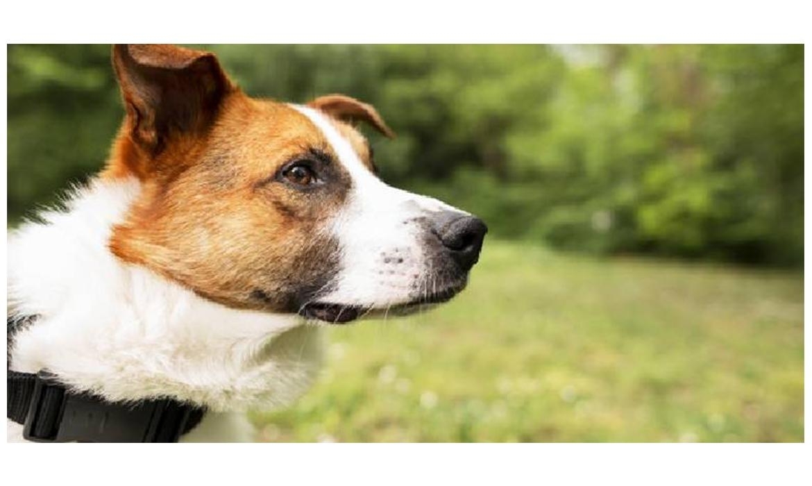Come insegnare al cane dove fare i bisogni