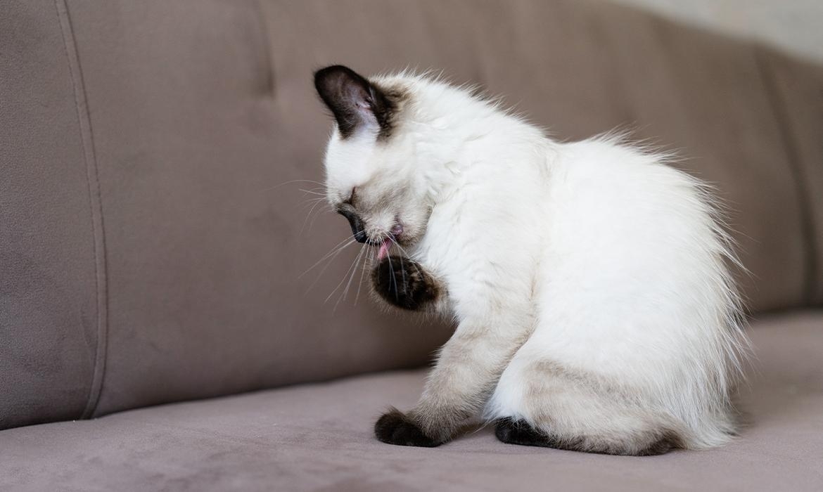 Gatti: come prevenire la formazione di boli di pelo