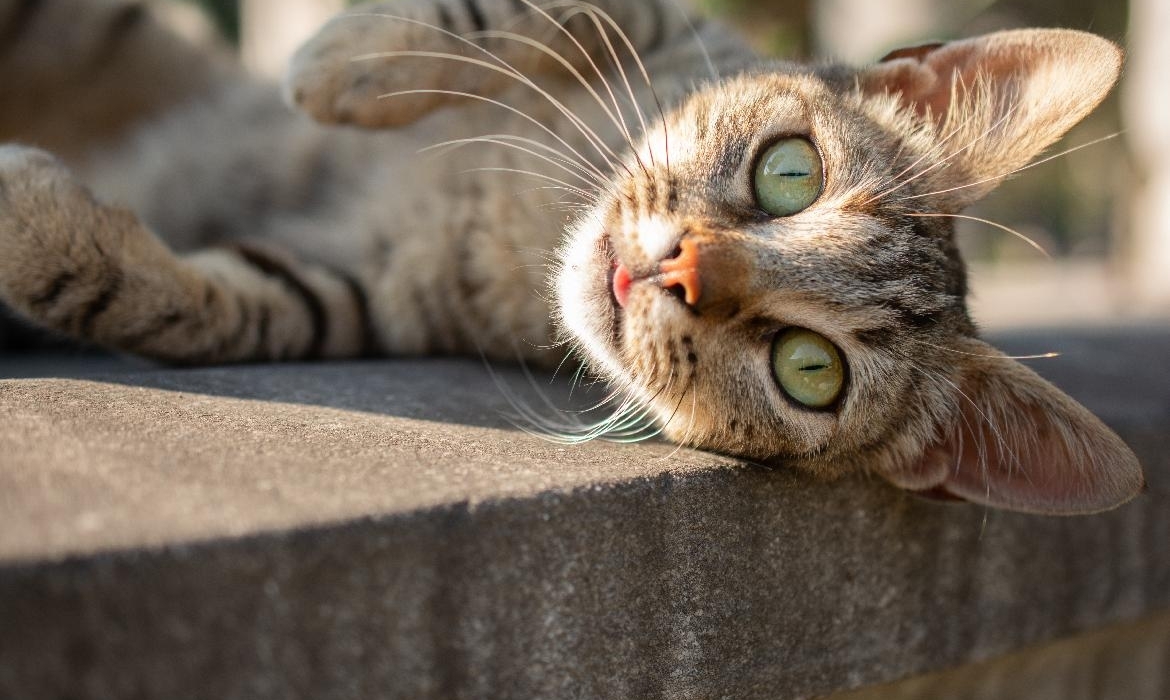 Gatto irrequieto e ansioso: cinque modi per calmarlo