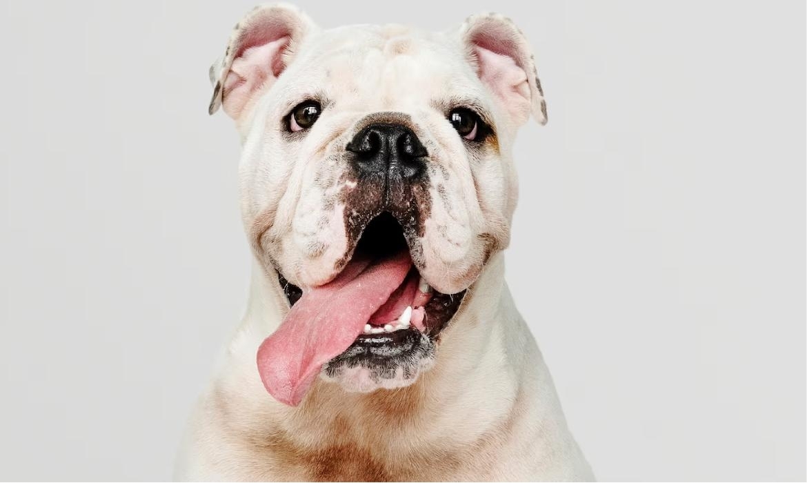 Giornata Mondiale del Cane: celebrando i nostri Amici a Quattro Zampe