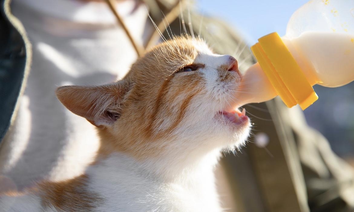 Sfatiamo un mito: il latte non fa bene ai gatti