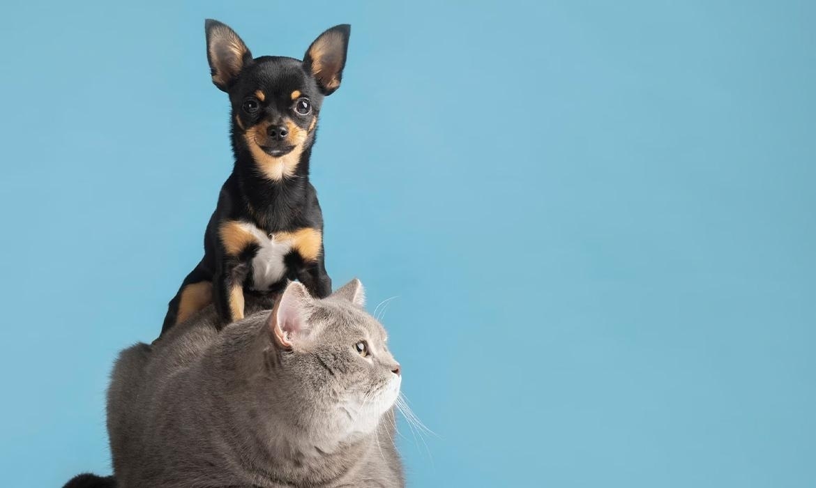 Più animali in casa: consigli per una convivenza serena