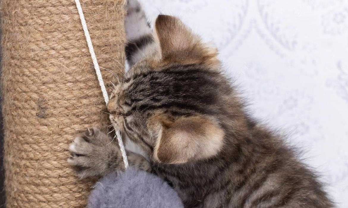 Tiragraffi per gatti: a cosa serve e perché è sempre utile averlo in casa