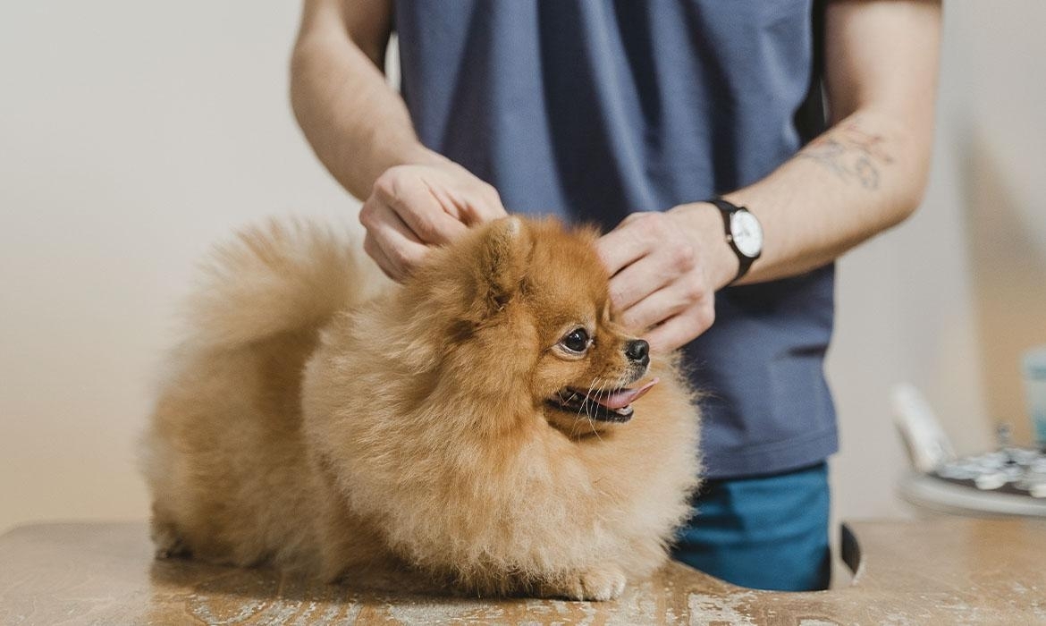 Un salvavita per i nostri cuccioli