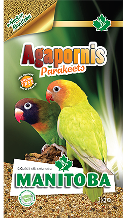 MANITOBA AGAPORNIS PARAKEETS
